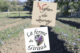 SAFRAN DE LAUNAY #1