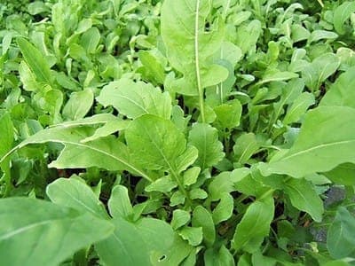 Roquette Cultivée