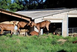 Ferme BONNAMY #8
