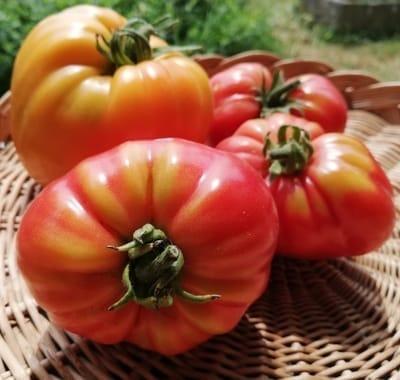 Tomate Couleur