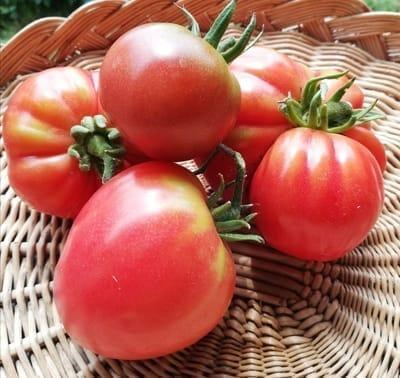 Tomate Rouge Ronde