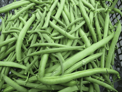 haricot vert