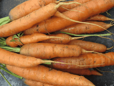 carotte oxhella