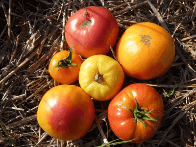 Mélange de tomates anciennes