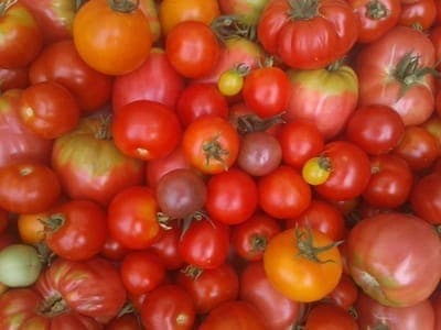 tomates rondes