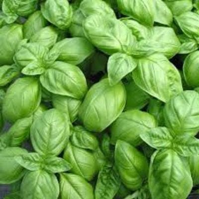 Basilic vert en bouquet