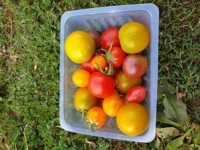 Tomates cerises