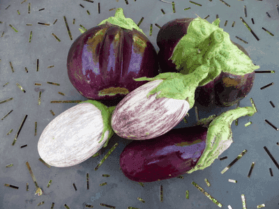 Aubergine