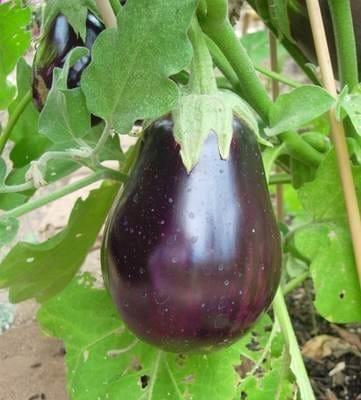 aubergine