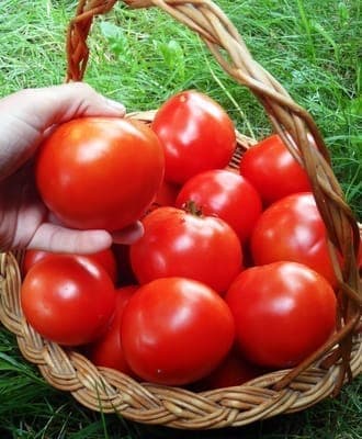 tomate