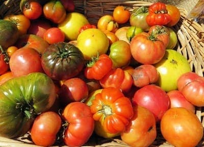 tomate