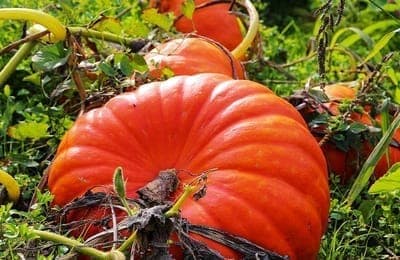 courge en tranche