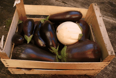 Aubergines