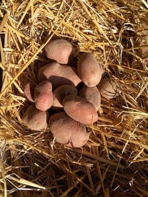 Pommes de terre
