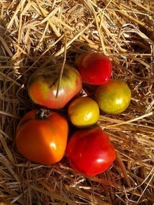 Tomates