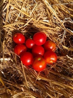 Tomates