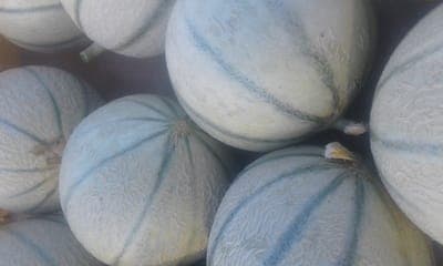 Melon