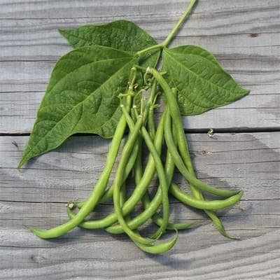 Haricots verts
