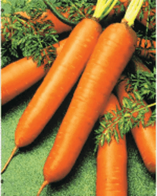 carotte de Colmar