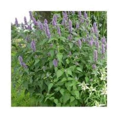 GLACE VEGETALE AGASTACHE 1L (riz)