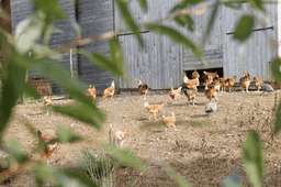 Benoît Aubineau / Ferme la Roulière #5