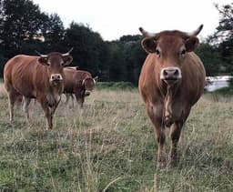 Ferme de la Bussière #4