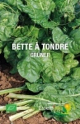 Bette à tondre--bette épinard