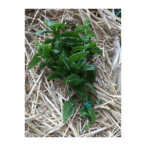 Aromatiques