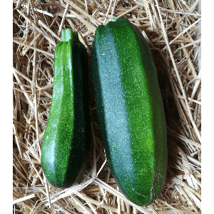 Courgettes