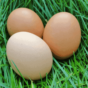 Oeufs BIO - VRAC