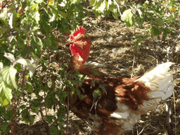 Logo de VENTE A LA FERME EN CHICANE - volailles fermières bio