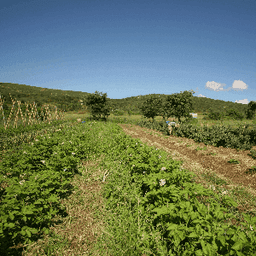 La ferme des RaThaupiers #2