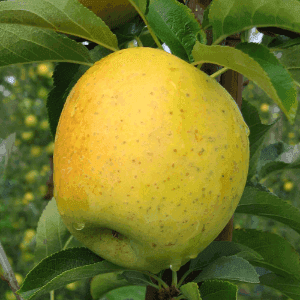 Pomme - Délice d'or