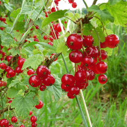 GAEC de la Ferme de LAVAL HAUT #4