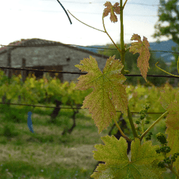 GAEC de la Ferme de LAVAL HAUT #2