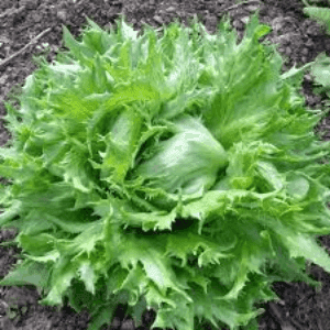 salade batavia  ou feuille de chene