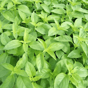 Plant aromatique - BASILIC CITRON