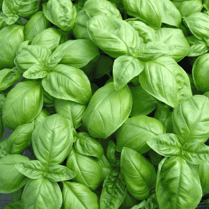 Plant aromatique - BASILIC GENOVESE