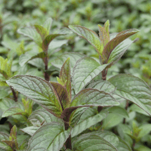 Plant aromatique vivace - MENTHE POIVREE