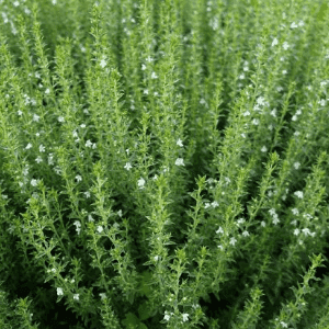 Plant aromatique vivace - SARRIETTE