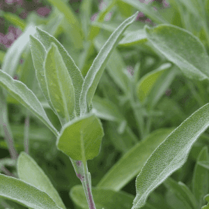 Plant aromatique vivace - SAUGE OFFICINALE