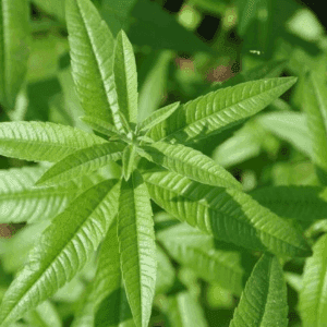 Plant aromatique vivace - VERVEINE CITRONELLE