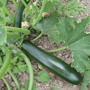 Plant de légume - COURGETTE verte (Black Beauty)