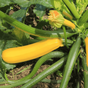 Plant de légume - COURGETTE jaune (Gold rush)