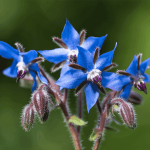 Plant de fleur - BOURRACHE