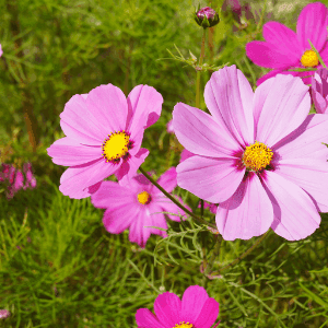 Plant de fleur - COSMOS bipinnatus