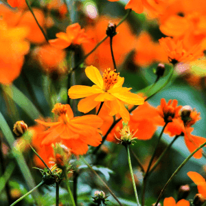 Plant de fleur - COSMOS orange MONA