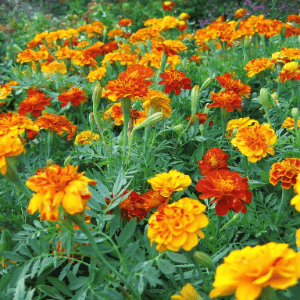 Plant de fleur - GRANDE TAGETE (patula)