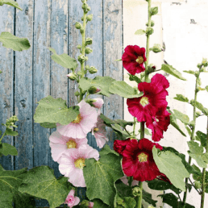 Plant de fleur vivace - ROSE TREMIERE