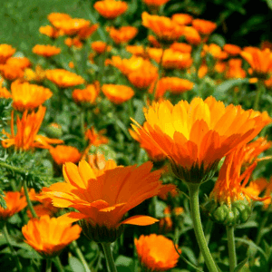 Plant de fleur - SOUCI (Calendula)